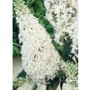 Buddleja davidii Nanhoensis Alba  Komule davidova Nanhoensis Alba Tibetský šeřík, motýlí keř)