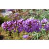 Buddleja davidii Orchid Beauty  Komule davidova Orchid Beauty (Tibetský šeřík, Motýlí keř)