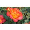 Rosa Alinka - velkokvětá  Růže velkokvětá Alinka