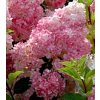 Hydrangea paniculata ´Vanille-Fraise´  Hortenzie latnatá ´Vanille-Fraise´