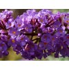 Buddleja davidii Orchid Beauty  Komule davidova Orchid Beauty (Tibetský šeřík, Motýlí keř)
