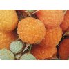 Maliník Apricot - žluto-oranžový, stáleplodící (kontejnerovaný)  Malina Apricot žluto-oranžová, stáleplodící