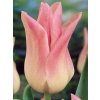 Tulipa liliflora Elegant Lady (7 ks)  Tulipán liliokvětý Elegant Lady