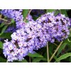 Buddleja davidii Nanho Blue  Komule davidova Nanho Blue (Tibetský šeřík, Motýlí keř)