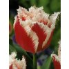 Tulipa crispa Bell Song (5 ks)  Tulipán třepenitý Bell Song
