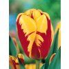 Tulipa triumph Holland Queen (7 ks)  Tulipán triumph Holland Queen