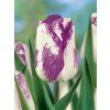 Tulipa triumph Shirley Dream (7 ks)  Tulipán triumph Shirley Dream