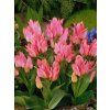 Tulipa Toronto (10 ks)  Tulipán mnohokvětý Toronto