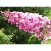 Buddleja davidii Pink Delight  Komule davidova Pink Delight (Tibetský šeřík, Motýlí keř)