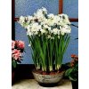 Narcissus Paperwhite (5 ks) - VÁNOČNÍ  Narcis Paperwhite