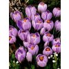 Crocus species Rosalind (10 ks)  Šafrán (Krokus) Pickwick