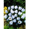 Crocus Blue Pearl (15 ks)  Šafrán (Krokus) Remembrance