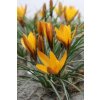 Crocus Golden Yellow (10 ks)  Šafrán (Krokus) Golden Nugget