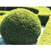 Buxus sempervirens  Zimostráz obecný