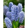 Hyacint Blue Tango (5 ks)  Hyacint Blue Tango