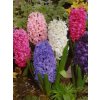 Hyacint - směs barev (5 ks)  Hyacint - směs barev
