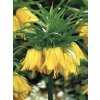 Fritillaria Imperialis Lutea (1 ks)  Řebčík Imperialis Lutea