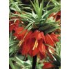 Fritillaria Imperialis Rubra (1 ks)  Řebčík Imperialis Rubra