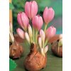Colchicum The Giant (1 ks)  Ocún The Giant