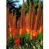 Eremurus Pinocchio (1 ks)  Lilichvostec Pinocchio