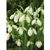Galanthus (10 ks)  Sněženka