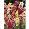 Ixia hybrida - směs barev (20 ks)  Ixie hybrida - směs barev