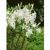Lilium Candidum (1 ks) - podzimní lilie  Lilie bělostná