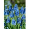 Muscari Blue Magic (10 ks)  Modřenec Blue Magic