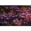 kamcmillan smoketree 7737797 1920