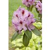 Rhododendron Cheer 20 - 30 cm  Rhododendron Cheer