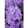 Rhododendron Catawbiense Grandiflorum 25 - 40 cm  Pěnišník Catawbiense Grandiflorum