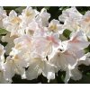 Rhododendron Eskimo 25 - 40 cm  Pěnišník Eskimo