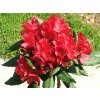 Rhododendron Nova Zembla 25 - 40 cm  Pěnišník Nova Zembla