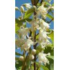 Deutzia gracilis  Trojpuk něžný