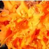 Azalea knaphill Bakarat - velkokvětá 30 - 40 cm  Velkokvětá azalka Bakarat