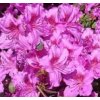 Azalea japonica Königstein - japonská azalka, zakrslá  Japonská azalka Königstein