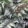 Athyrium nipponicum Metalicum - kapradina  papradka japonská