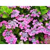 Hydrangea macrophylla ´Nikko Blue´  Hortenzie velkolistá ´Nikko Blue´