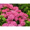 Hydrangea macrophylla 'Leuchtfeuer'  Hortenzie velkolistá 'Leuchtfeuer'