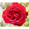 Rosa Don Juan - pnoucí  Růže pnoucí Don Juan