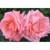 Rosa Queen of England - velkokvětá  Růže velkokvětá Queen of England