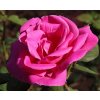 Rosa Belange - velkokvětá  Růže velkokvětá Belange