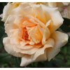 Rosa Casanova - velkokvětá  Růže velkokvětá Casanova