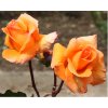 Rosa Doris Thysterman - velkokvětá  Růže velkokvětá Doris Thysterman