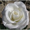 Rosa Virgo - velkokvětá  Růže velkokvětá Virgo