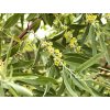 Elaeagnus angustifolia  Hlošina úzkolistá