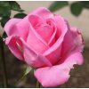 Rosa Tom Tom - polyantka (sadová, mnohokvětá)  Růže mnohokvětá Tom Tom (sadová)