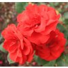 Rosa karmínově - červená - polyantka (sadová, mnohokvětá)  Růže mnohokvětá Red Delight (sadová)