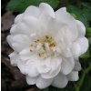 Rosa bílá - polyantka (sadová, mnohokvětá)  Růže mnohokvětá New Crystal (sadová)