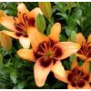 Lilium Apricot Pixels (2 ks)  Lilie Apricot Pixels